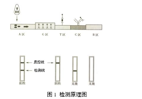 人絨毛膜促性腺激素檢測試劑（膠體金免疫層析法）注冊審查指導原則（2024年修訂版）（2024年第21號）(圖1)
