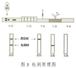 人絨毛膜促性腺激素檢測試劑(膠體金免疫層析法)注冊技術(shù)審查指導(dǎo)原則(2016年修訂版)(2016年第28號)(圖9) 人絨毛膜促性腺激素檢測試劑(膠體金免疫層析法)注冊技術(shù)審查指導(dǎo)原則(2016年修訂版)(2016年第28號)(圖9)